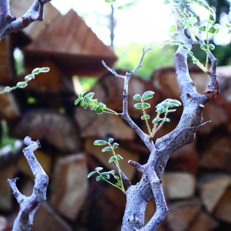 コミフォラ モンストローサ／Commiphora monstrosa   no.50913
