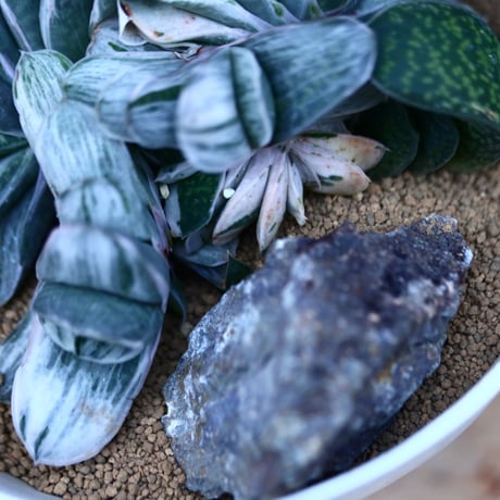 ガステリア 颯々の松／Gasteria ‘Kodakara' f. varieg.   no.13080