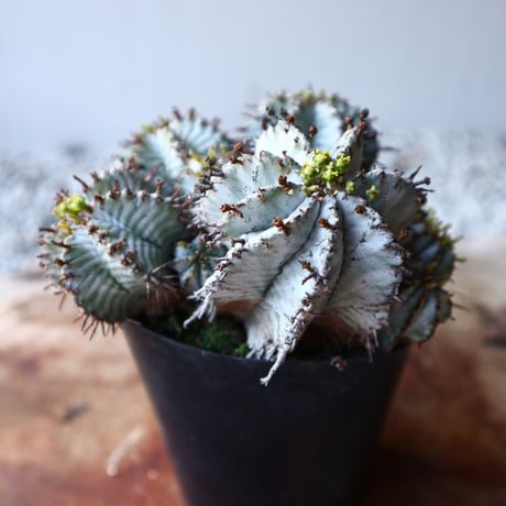 ユーフォルビア  ホリダ   Euphorbia  horrida   no.111103