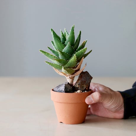 Aloe nobilis × YAMABACHI (3号)  no.104/10