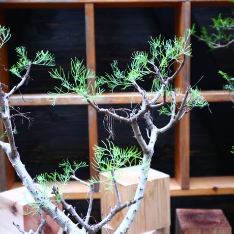 コミフォラ  クラウセリアナ／Commiphora  kraeuseliana   no.62657