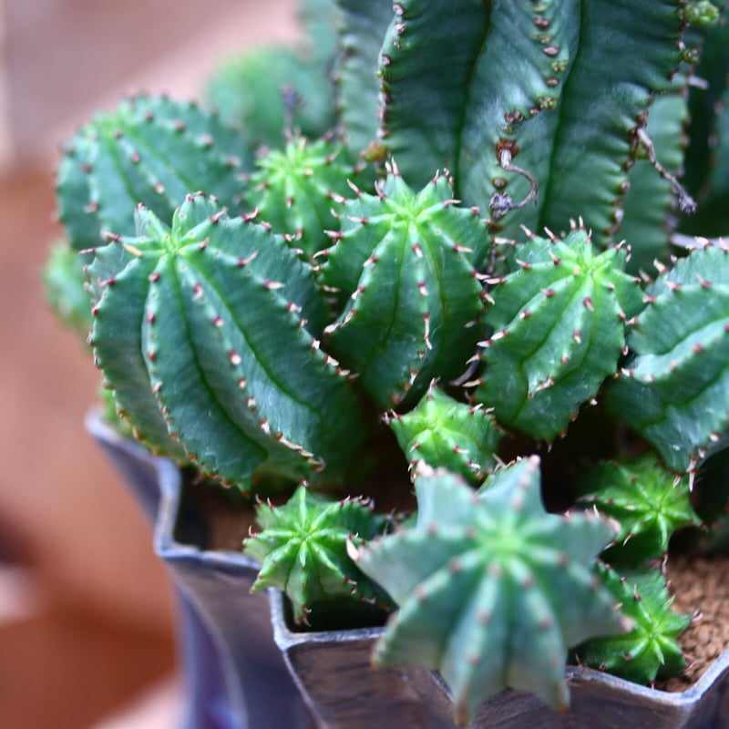 ユーフォルビア hyb. オベサ × バリダ／Euphorbia hyb. obesa ×