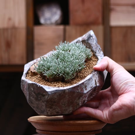 アボニア クイナリア アルストニー／Avonia quinaria ssp. alstonii   no.20585