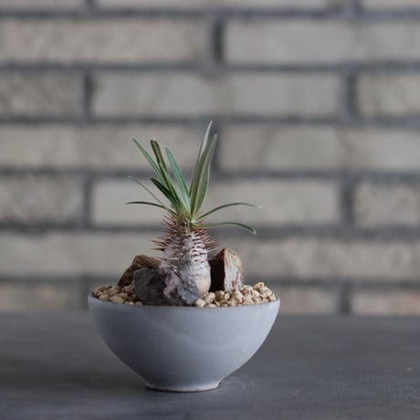 Pachypodium gracilius × Kazuhiro Arima / humanity pot (3号)  no.817-52