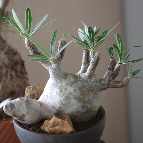 Pachypodium gracilius × たけろうポット    no.51226