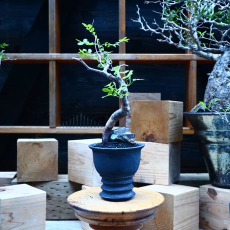 コミフォラ モンストローサ   Commiphora monstrosa   no.81538