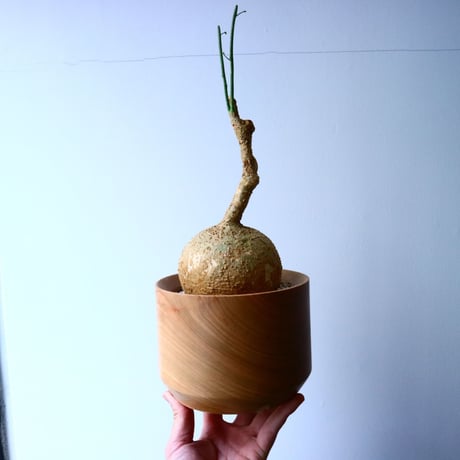 アデニア ペリエリ Adenia perrieri  No.047
