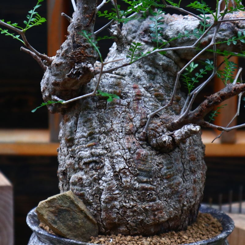 オペルクリカリア パキプス／Operculicarya pachypus no.8