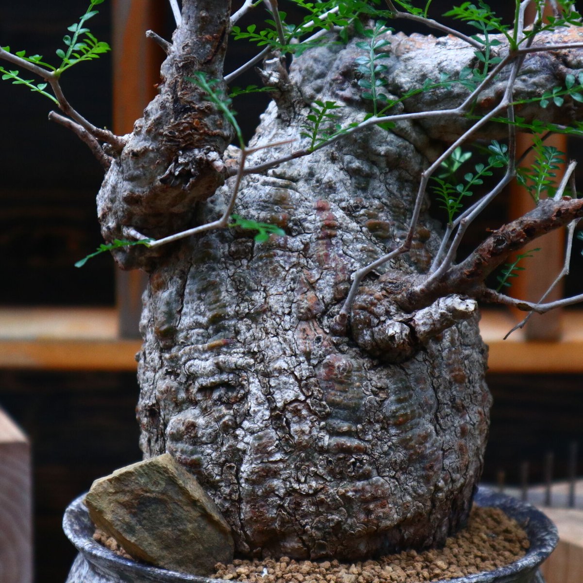 オペルクリカリア パキプス／Operculicarya pachypus no.8