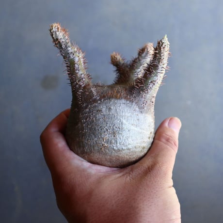 パキポディウム グラキリス 抜苗  Pachypodium rosulatum var. gracilius no.100628