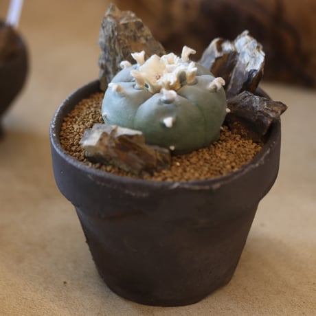 Lophophora williamsii (大型鳥羽玉) × YAMABACHI var. takero pot  no.117-4