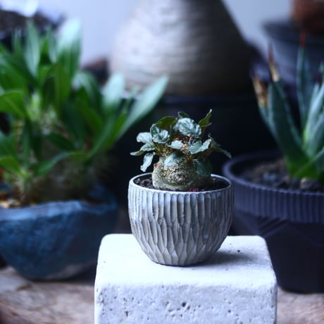 ドルステニア フォエチダ   Dorstenia foetida  no.61430