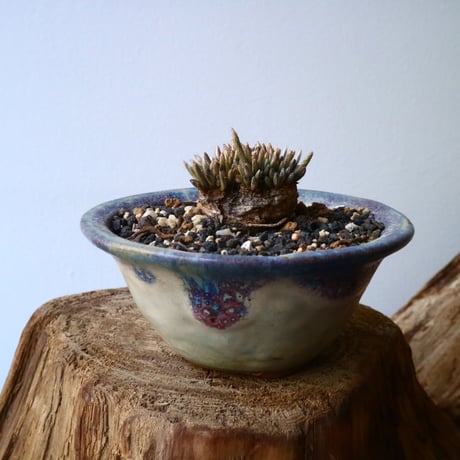 アボニア クイナリア  アルストニー       Avonia  quinaria  ssp. alstonii  No.005