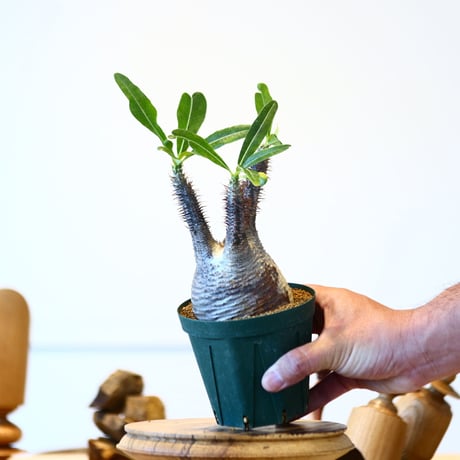 パキポディウム  グラキリス / Pachypodium  gracilius   no.52814