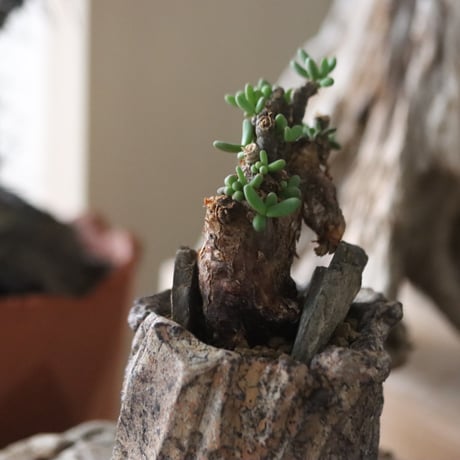 Ceraria pygmaea × Fumio Kadoya / PLANETX 　no.63010