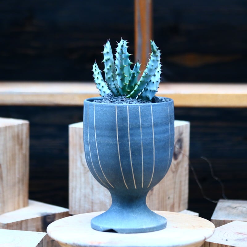 アロエ マルロシー(鬼切丸)／Aloe marlothii no.1226106 |