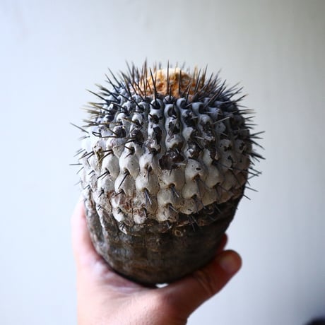 コピアポア     竜牙丸　copiapoa cinerascens    no.90210