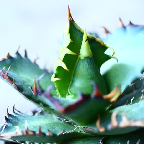 アガベ チタノタ レッドキャットウィールズ  Agave titanota"Red Catweezle”   no110838-4