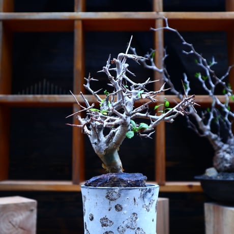 コミフォラ  ワイティ／Commiphora wightii   no.53045