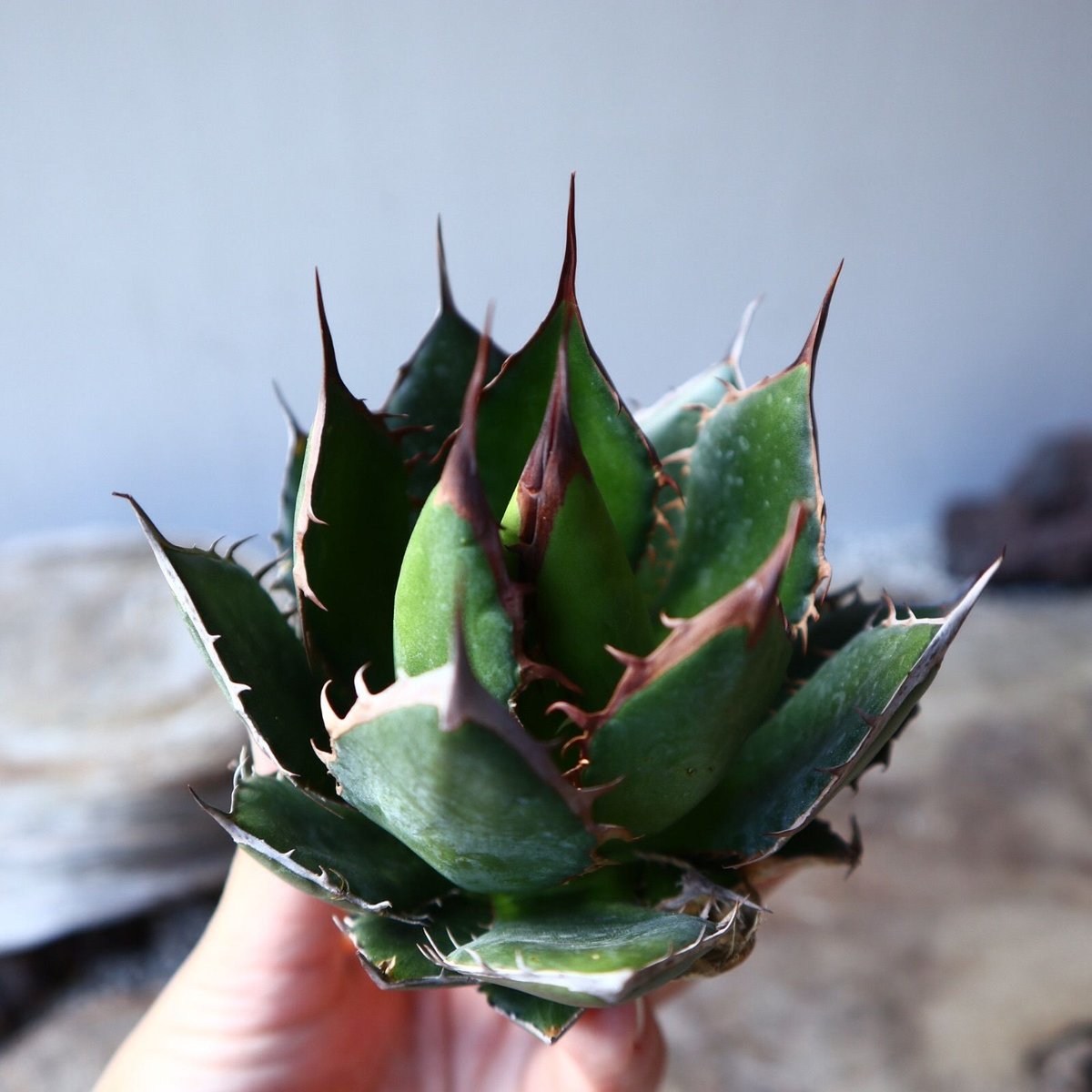 アガベ ホリダ Agave horrida no.111015 | 芽の巣山