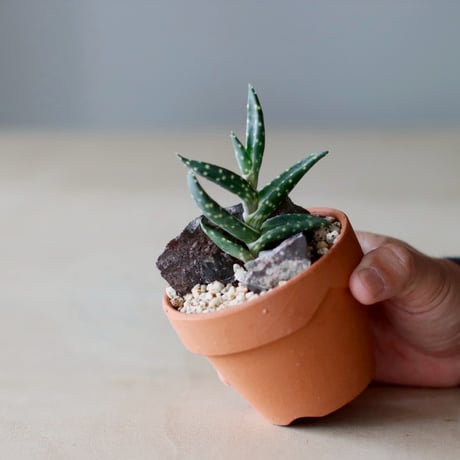 Aloe arenicola  × YAMABACHI (3号)  no.104/24