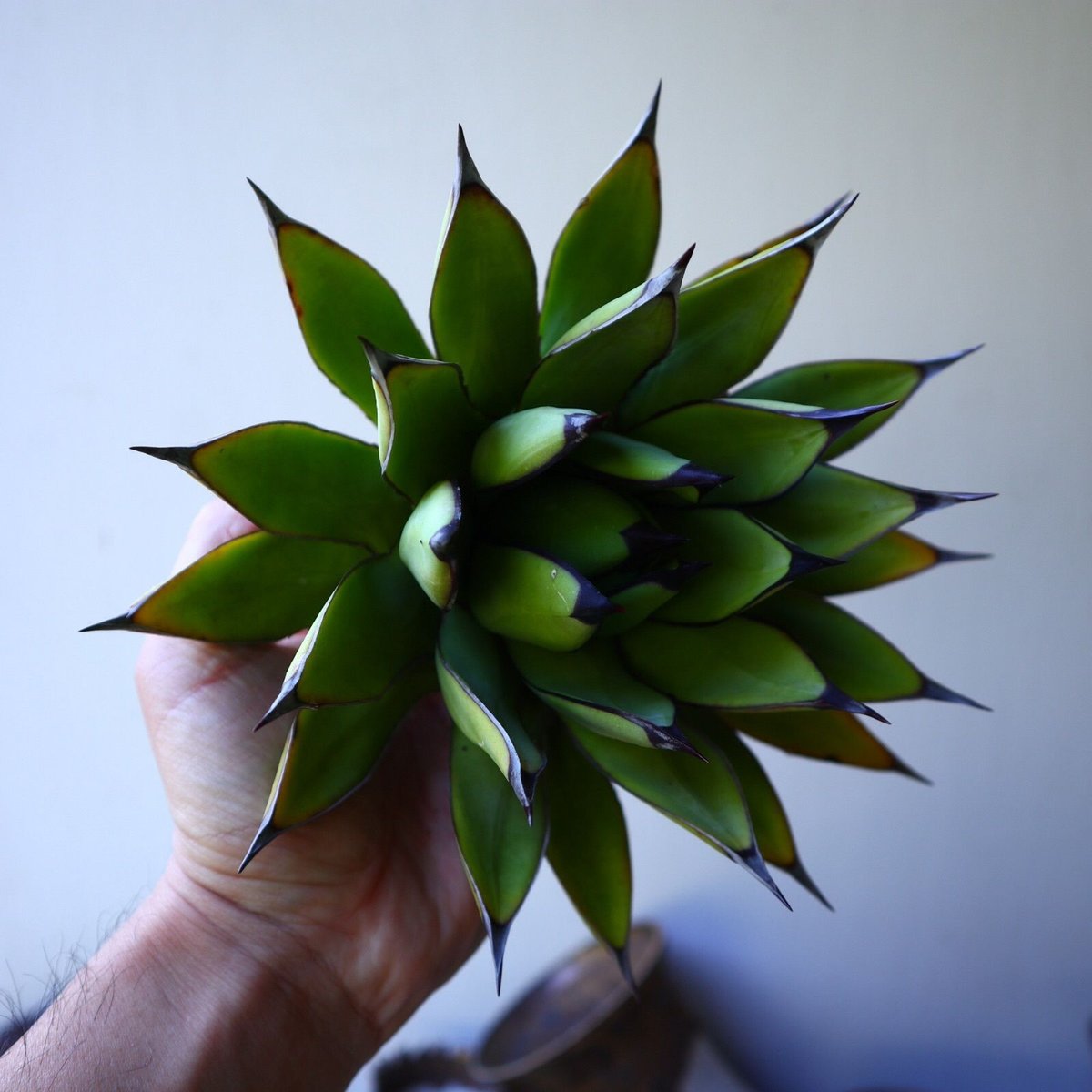 アガベ ロイヤルスピン Agave Royal Spine no.42807 | 芽の巣山