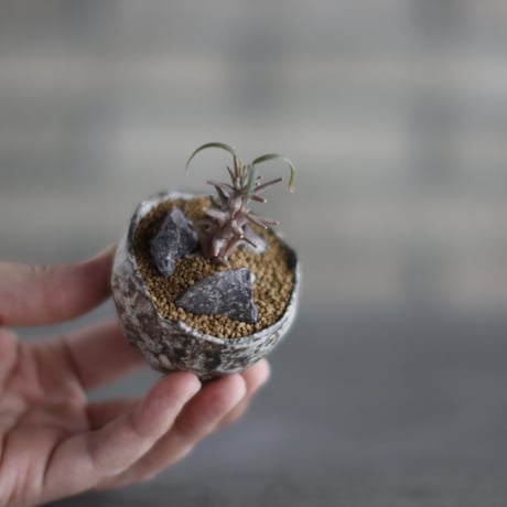 Ceropegia dimorpha × takero pot (2号) no.907-54