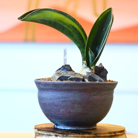 マッソニア | STORES