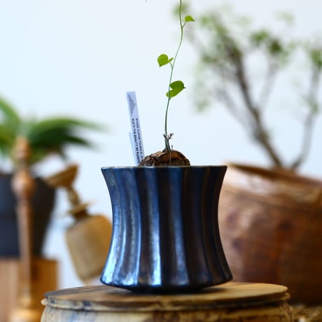 Dioscorea elephantipe × soso    no.92411