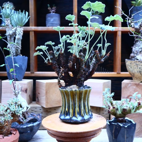 ぺラルゴ二ウム   エキナツム／Pelargonium  lechinatum   no.70431