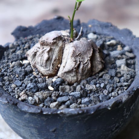 ディオスコレア   亀甲竜    Dioscorea elephantipe     no.91517