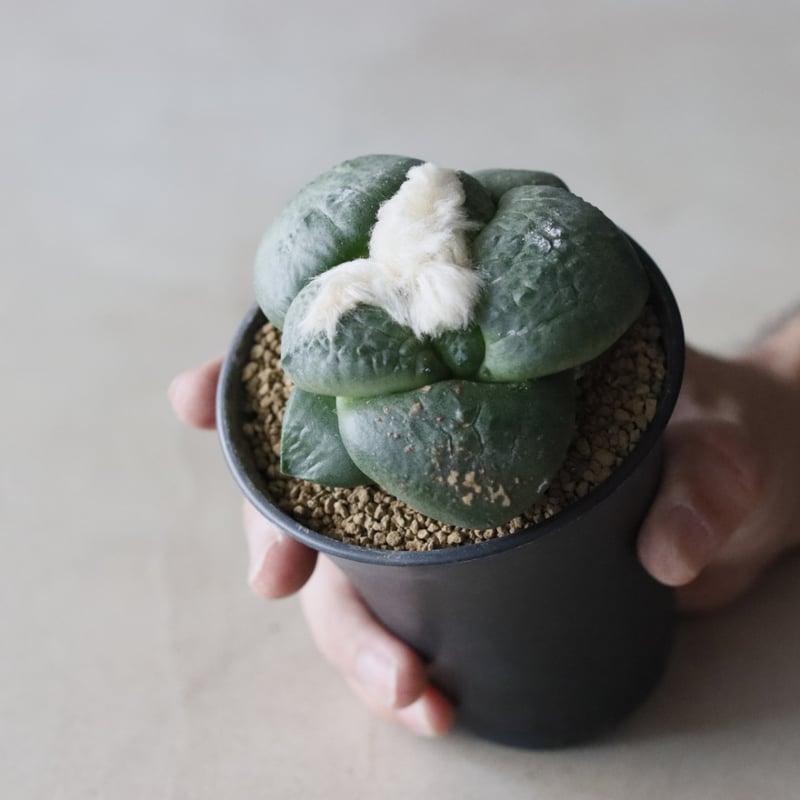 Ariocarpus fissuratus var. lloydii / 大疣連山 (3号鉢)