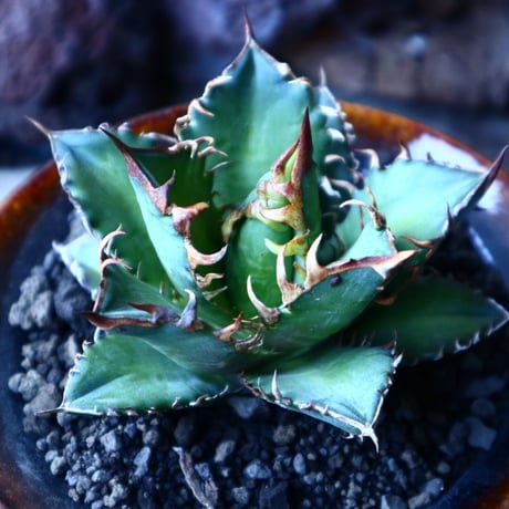 アガベ チタノタ レッドキャットウィールズ  Agave titanota"Red Catweezle”   no.30103