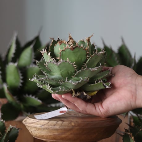U.S. filigree (Agave titanota filigree) / Style of Chika　no.1130-6