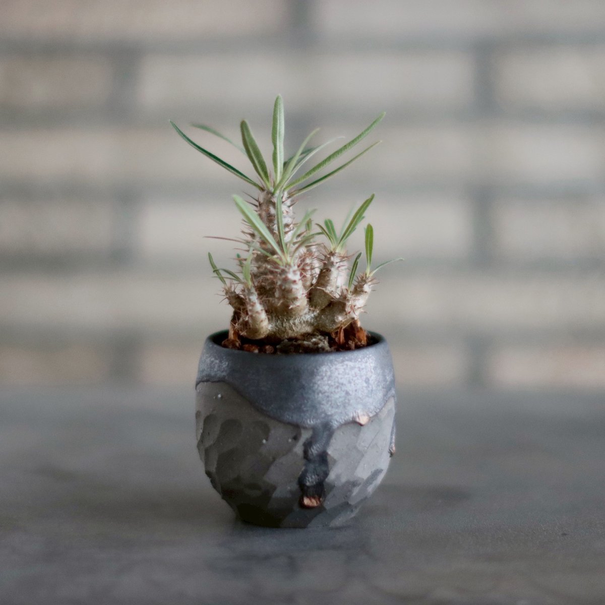 Pachypodium gracilius × N/OH (2.5号) no.1011-13