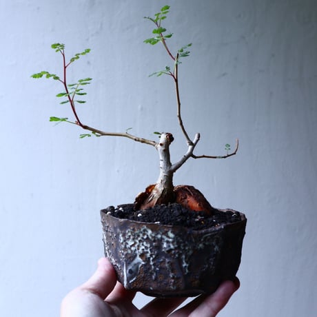 パキコルムス ディスカラー  (象の木)    Pachycormus discolor  no.102712