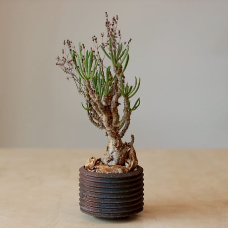 Tylecodon reticulate var. phyllopodium × PEMONE (3.5号)  no.125/14