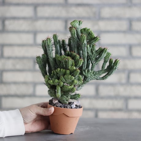 Euphorbia kamponii (紅彩閣 綴化) / South Africa / T.W. × YAMABACHI (3号) no.329/46