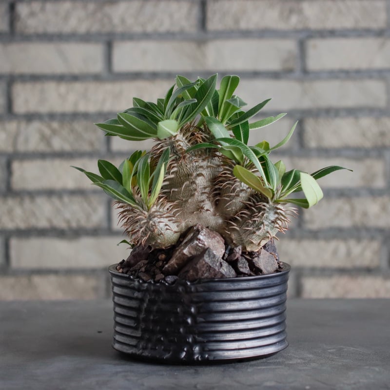 Pachypodium hyb.【恵比寿大黒×makayense】× Yuta Uchida Pachypodium hyb.【恵比寿大黒×makayense】× Yuta Uchida