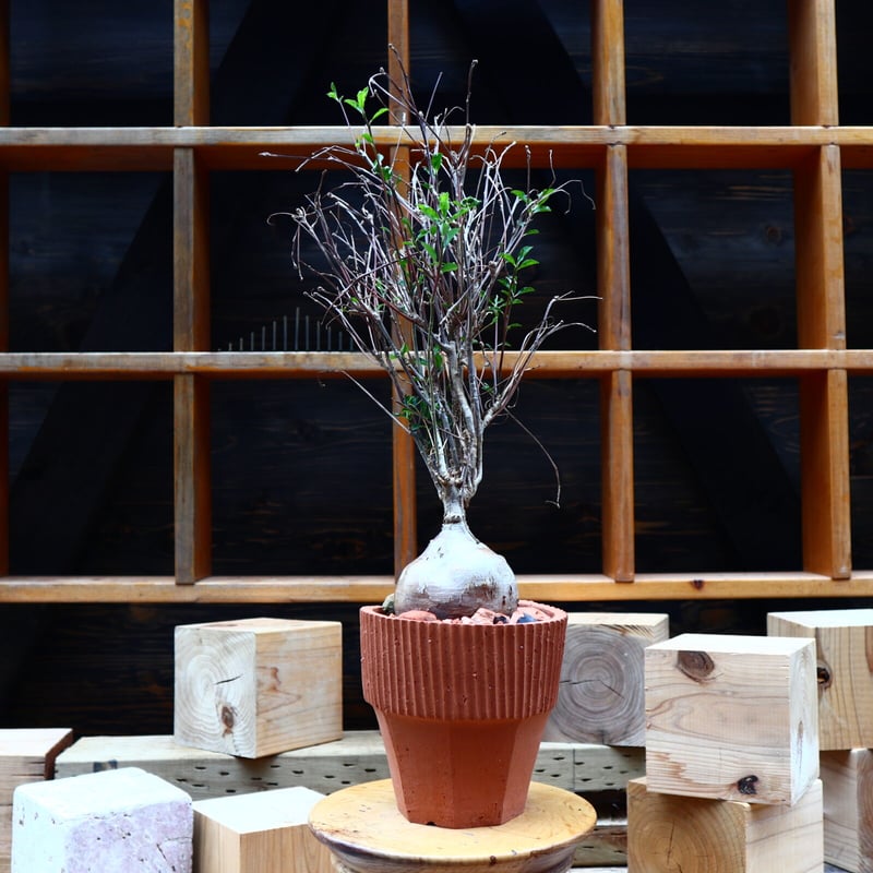 ユーフォルビア マハボボケンシス／Euphorbia mahabobokensis no