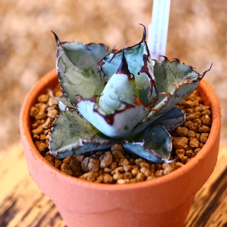 【9/9入荷未発根未活着ベアルート植込み】 Agave titanota black&bule   no.91760