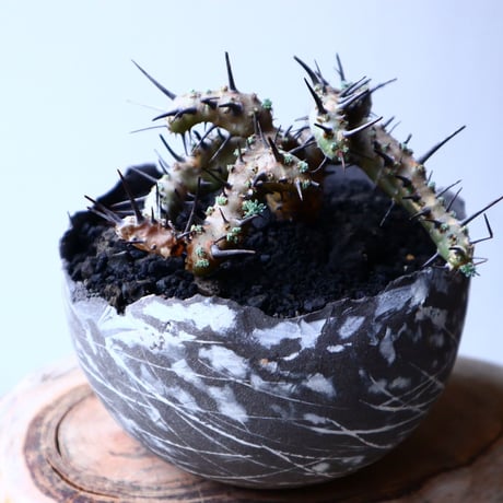 サルコカウロン  ヘレー    Sarcocaulon herrei   no.20317