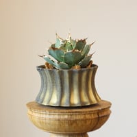 アガベ ドラゴントゥース Agave Dragon Toes no.51917 |