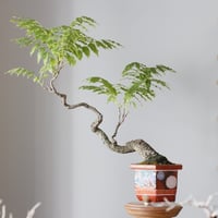 ふじ50年 / twinz bonsai (5号)  no.913/64