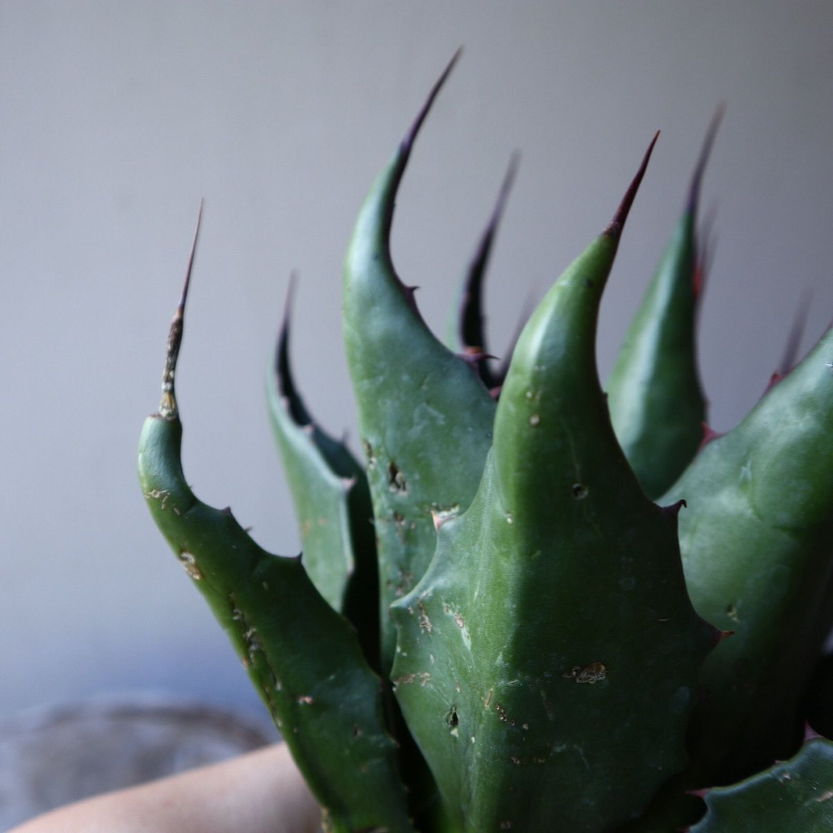 アガベ モンタナ Agave montana no.111026 | 芽の巣山
