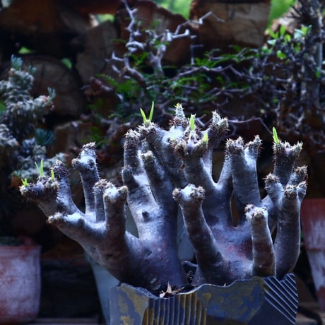 パキポディウム ブレビカリックス     Pachypodium densiflorum var. brevicalyx      no.42505
