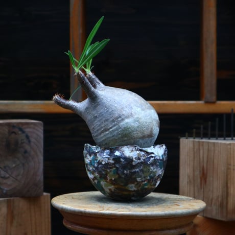 パキポディウム  グラキリス／Pachypodium  gracilius   no.80756