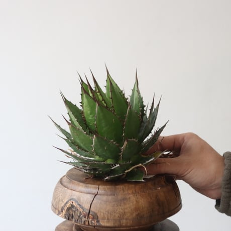 U.S. horrida (Agave horrida) / Style of Chika　no.1227-14