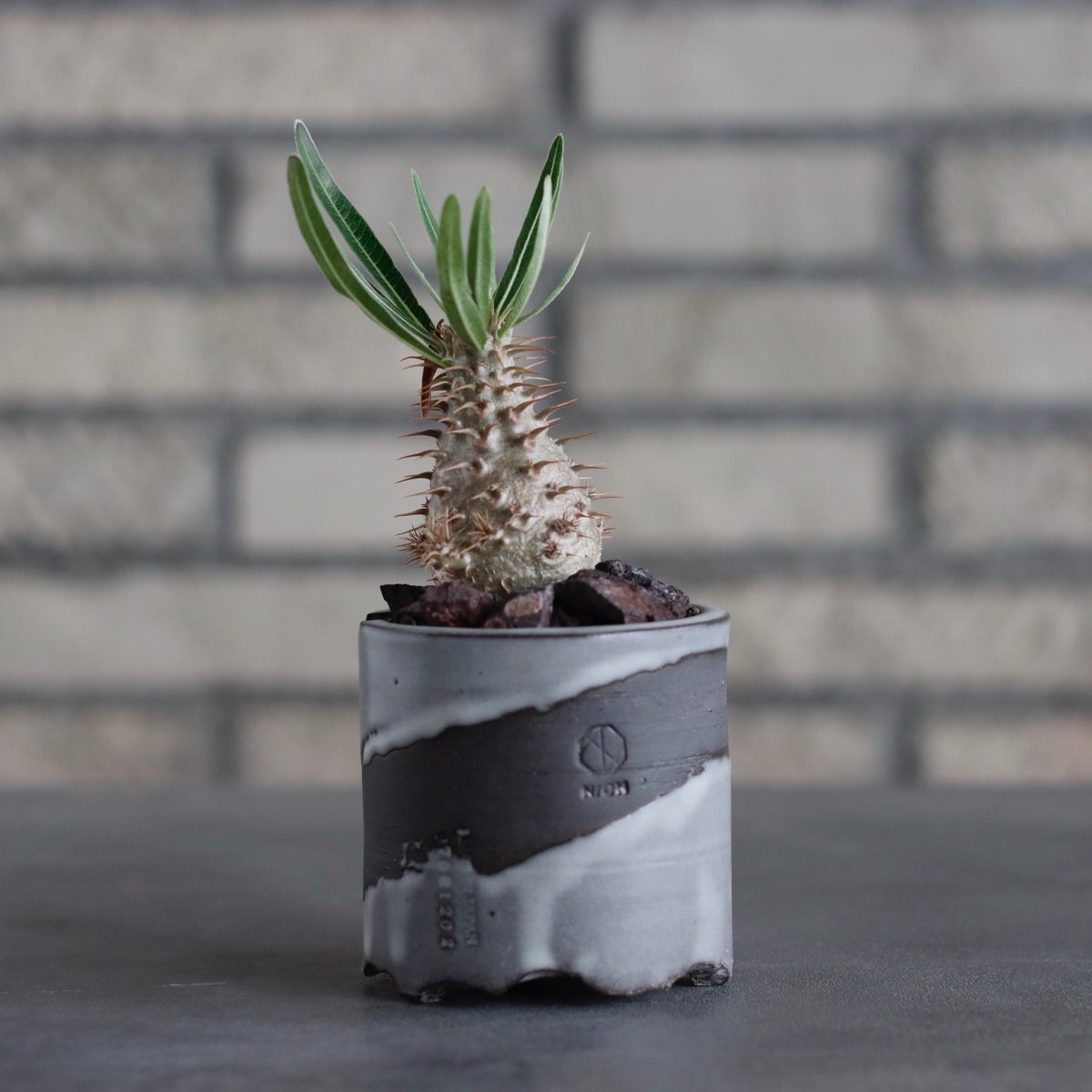 yasuo noto　パキポーズ　グラキリス yasuo noto パキポーズ グラキリス yasuo noto パキポーズ グラキリス