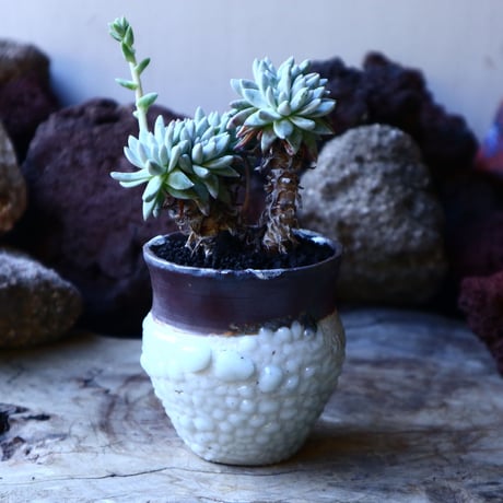 ダドレア グリーニー Dudleya greenei  no.32223